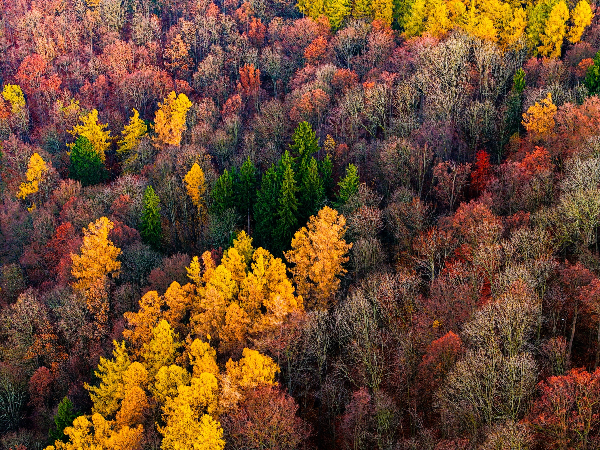 Autumn Trees
